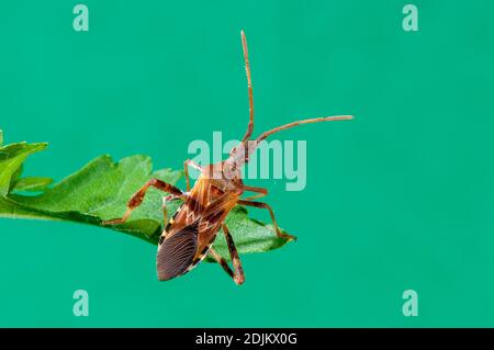 Vadnais Heights, Minnesota. Western Nadelbaum Same bug, Leptoglossus occidentalis. Stockfoto