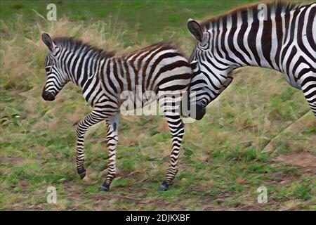 Afrika, Kenia, Northern Serengeti Plains, Maasai Mara. Plains Zebra aka gemeine oder Burchell's Zebra (WILD: Equus burchellii) Stute und Fohlen. Stockfoto