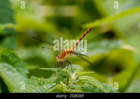 Vadnais Heights, Minnesota.  John H. Allison Forest.  Female White-faced Meadowhawk, Sympetrum obtrusum. Stock Photo