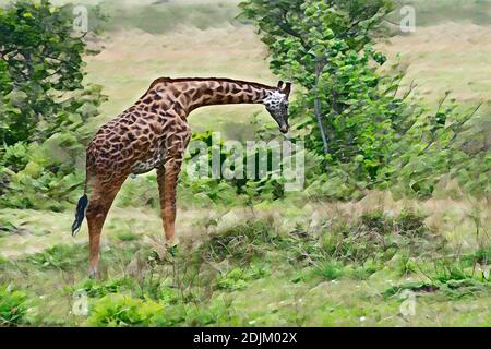 Afrika, Kenia, Northern Serengeti Plains, Maasai Mara. Männliche Masai Giraffe, auch bekannt als Maasai oder Kilimandscharo Giraffe, größte Unterart. Stockfoto