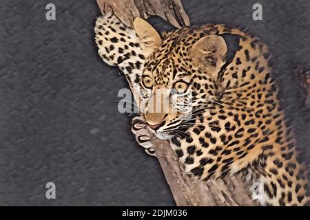 Sambia, South Luangwa National Park. Junge Leopardin (WILD: Panthera pardus) ca. 5 Monate alt, nachts im Baum. Computer verbessert. Stockfoto