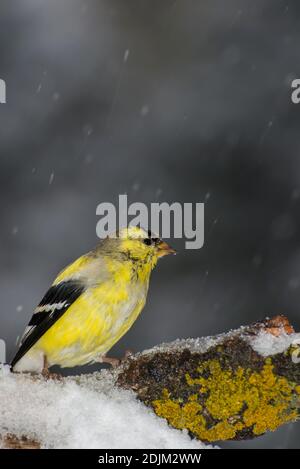 Vadnais Heights, Minnesota. Männlicher amerikanischer Goldfink, Carduelis tristis im Frühling bei Schneefall. Stockfoto