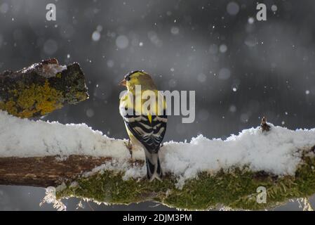 Vadnais Heights, Minnesota. Männlicher amerikanischer Goldfink, Carduelis tristis im Frühling bei Schneefall. Stockfoto