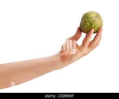 Cherimoya in der Hand geschnitten Pfad isoliert auf weiß Stockfoto