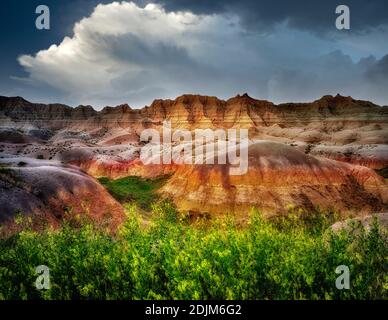 Gelbes Kleeblatt. Badlands National Park, South Dakota. Stockfoto