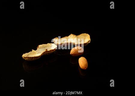 Erdnuss auf glänzend schwarzer Oberfläche mit Reflexion. Gruppe von Erdnüssen isoliert auf schwarzem Hintergrund Stockfoto