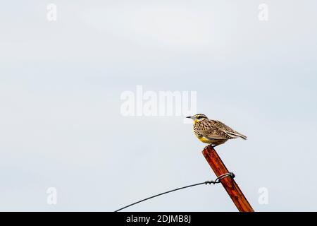 South Dakota. Badlands National Park. Westmeadowlark, Sturnella vernachlässecta auf einem Fencepost sitzend. Stockfoto