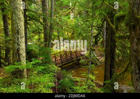 WA18728-00...WASHINGTON - Brücke über einen kleinen Bach auf dem Loop Trail in Deception Falls National Recreation Area. Stockfoto