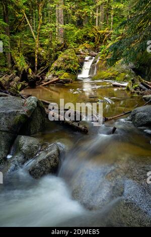 WA18731-00...WASHINGTON - kleiner Bach, der durch die Deception Falls National Recreation Area entlang des Highway 2 fließt. Stockfoto