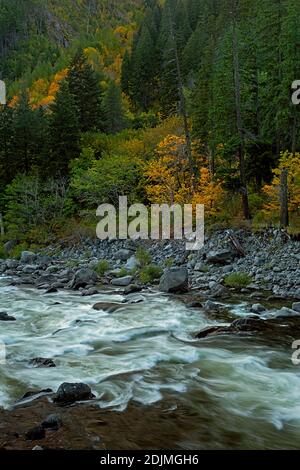 WA18744-00...WASHINGTON - Herbstzeit am Wenatchee River im Tumwater Canyon im Wenatchee National Forest. Stockfoto