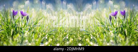 Unfocused Frühling floral breiten Banner mit Schneeglöckchen blühen in der Gras Stockfoto