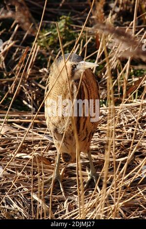 Rohrdommel (Botaurus Stellaris) Stockfoto