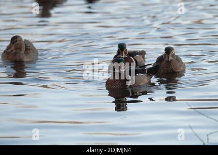 Holzente Drakes und Henne, Utah Stockfoto