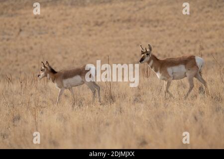 Pronghorn, Utah Stockfoto