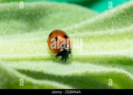 Kansas City, Kansas. Siebenfleckiger Marienkäfer, Coccinella septempunctata auf Milchkrautpflanze. Stockfoto