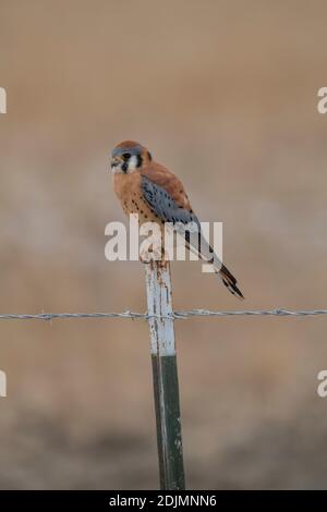 Kestrel on Fence, Great Salt Lake, Utah Stockfoto