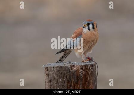 Kestrel on Fence, Great Salt Lake, Utah Stockfoto