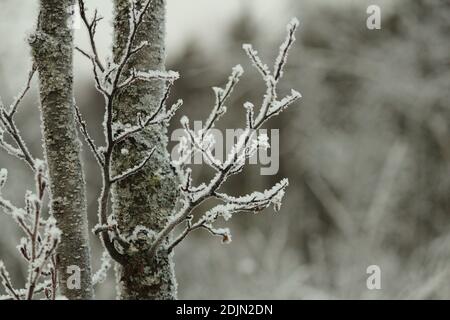 Der Stamm und die Äste eines Erlenbaumes bedeckt mit weißem Frost an einem bewölkten Wintertag. Eleganter natürlicher Winterhintergrund. Stockfoto