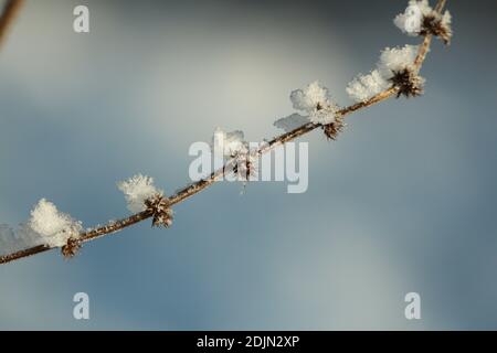 Trockene Pflanze mit Kristallen von Frost auf dem Hintergrund des blauen Himmels an einem frostigen Wintertag. Trockener gefrorener Zweig im Sonnenlicht vor einem klaren blauen Himmel. Stockfoto