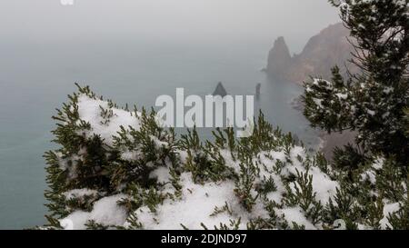 Wacholderzweige und Zapfen unter Schnee und Eis, an bewölkten verschneiten Tagen. Juniperus chinensis. Winterzeit. wacholderbeeren unter Schnee. Das Konzept von Stockfoto