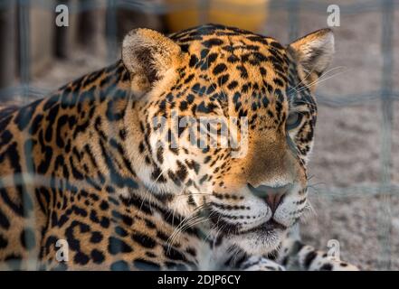 Leopardenporträt (Panthera pardus kotiya) Liegen und Ausruhen im Paddock im ZOO Stockfoto