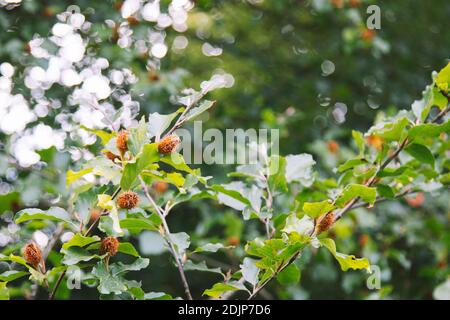 Buche, Fagus sylvatica Stockfoto