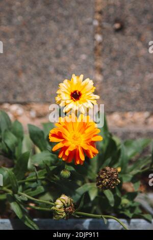 Ringelblume, Calendula officinalis Stockfoto