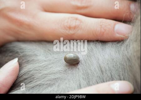 Nahaufnahme von Zecken saugen Blut auf Hundehaut. Stockfoto