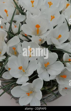 Crocus Jeanne d'Arc bloom in a white basket in April Stock Photo