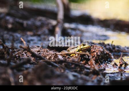 Little water frog Stock Photo