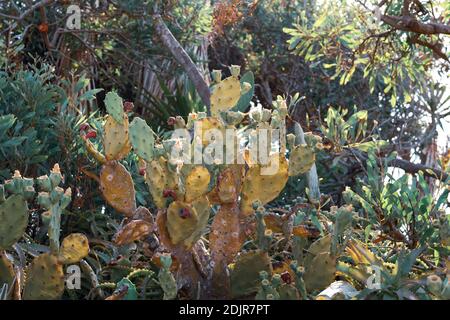 Schöner Kaktus aus Kaktus mit burgunderroten Früchten an der Küste von Ayia Napa in Zypern. Opuntia, Ficus-indica, Indische Feige opuntia, barbary Feigenblühende cact Stockfoto