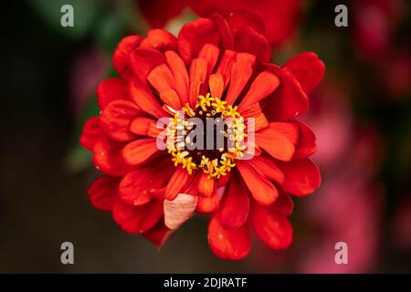 Zinnia, Blossom, Zinnia elegans Stockfoto