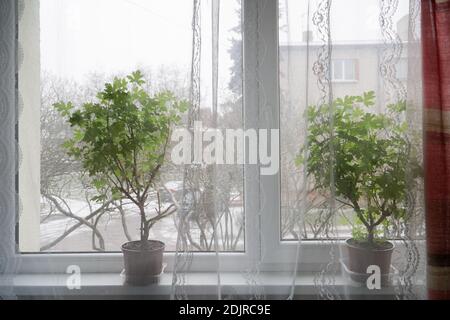 Blick auf Zimmerpflanzen in der Wohnung auf der Fensterbank, wenn es Winter vor dem Fenster ist. Die Szene mit einem duftenden Blatt Pelargonium wächst in Th Stockfoto