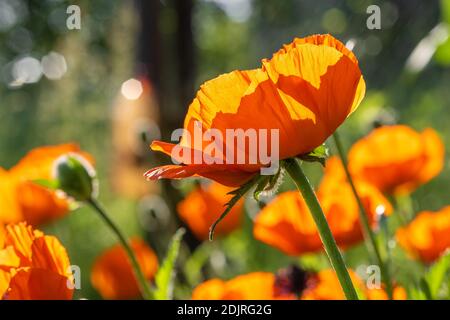 Mohnblumen aus nächster Nähe im grünen Feld Stockfoto