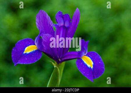 Blaue Iris Blume, florale Stillleben Stockfoto