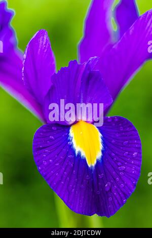 Blaue Iris Blume, florale Stillleben Stockfoto