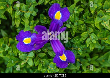 Blaue Iris Blume, florale Stillleben Stockfoto