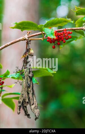 Rowan Beeren, rote Beeren, reife Früchte, Nahaufnahme, Sorbus Aucuparia und getrocknete aus dem letzten Jahr Stockfoto