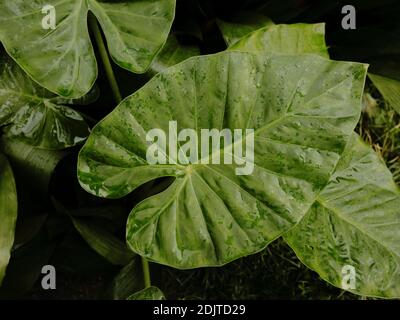 Riesige Taroblätter im botanischen Garten Stockfoto