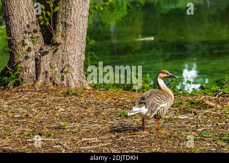 Schwanengans (Anser cygnoides) am Ufer Stockfoto