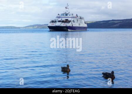 Zwei Enten schwimmen auf See mit Schiff im Hintergrund Stockfoto