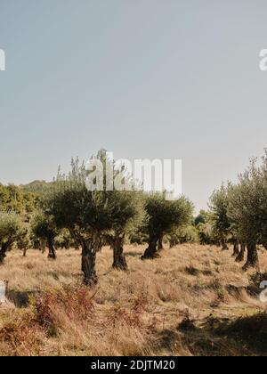 Olivenhain in der portugiesischen Landschaft Stockfoto