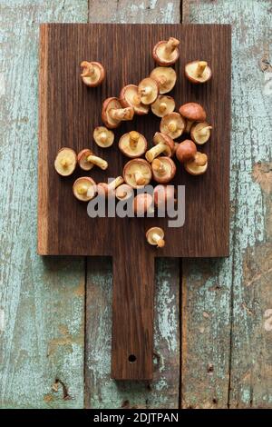 Waldpilze. Suillus luteus oder Slipery Jack Pilze auf Eiche Schneidebrett Copyspace Draufsicht Stockfoto