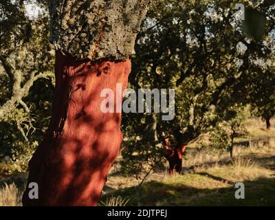 Nahaufnahme von geerntetem Korkbaum in Portugal Stockfoto