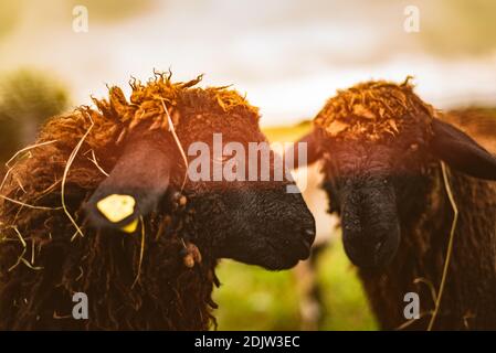 Brauner wolle, schwarze Schafe auf einer Wiese in einer Herde konfrontiert. Bauernhof mit Schafen Konzept. Tier closeup Stockfoto