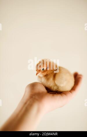 Frau, die Hühner in den Händen hält Stockfoto