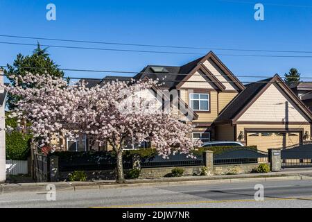 RICHMOND, KANADA - 05. APRIL 2020: Blick auf die Stadt im Frühling Kirschblütensaison Sonnentag blühende Schönheit am sonnigen Frühlingstag. Stockfoto