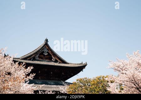 Toji-Tempel mit Kirschblüten im Frühling in Kyoto, Japan Stockfoto