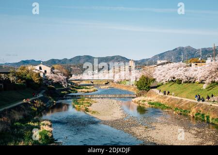 Takano Fluss mit Kirschblüten im Frühling in Kyoto, Japan Stockfoto