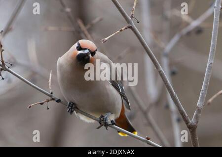 Ein wandernder Zedernwachsflügel (Bombycilla cedrorum), der auf einem Ast am Rideau River in Ottawa sitzt. Stockfoto